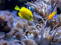 Gelber Segelflossendoktor Fisch